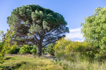 Fleurs verdure et jenets