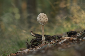 mushroom Bedla