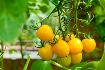 yellow delicious tomatoes on a private plot