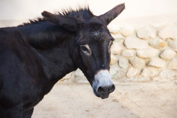 Obraz na płótnie Canvas Black donkey closeup. Beautiful portrait of a donkey. The best and Funny donkey photo