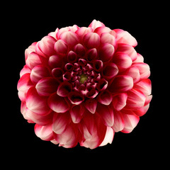 Close up of dahlia flower isolated on white background