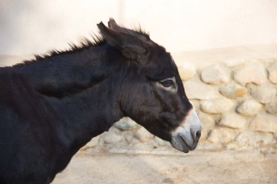 Black donkey closeup. Beautiful portrait of a donkey. The best and Funny donkey photo