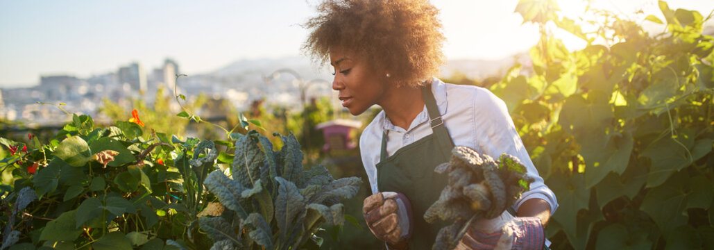 african american woman tending to kale in communal urban garden