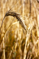 Spica or ear on natural background of yellow field