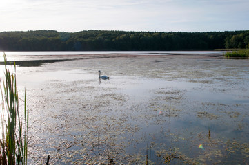 white swans with small swans on the lake