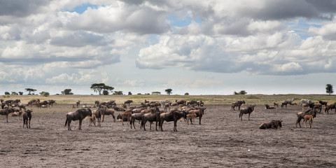 Fototapeta na wymiar Wildebeest and zebra during the big migration in the Serengeti National Park in may - the wet and green season- in Tanzania