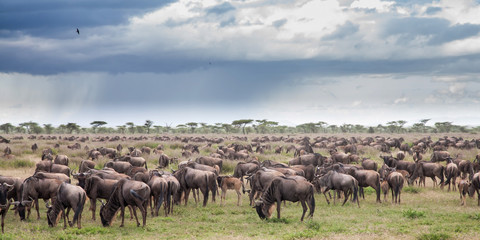 Wildebeest during the big migration in the Serengeti National Park in may - the wet and green season- in Tanzania - obrazy, fototapety, plakaty