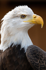 American Bald Eagle