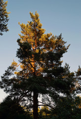 Obraz premium Pine trees in the summer evening light