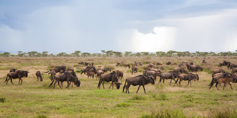 Fototapeta na wymiar Wildebeest during the big migration in the Serengeti National Park in may - the wet and green season- in Tanzania