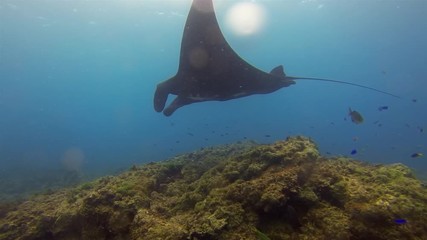 Black Manta Ray & Fish School. Graceful & Peaceful Big Manta Gliding & Swimming Over Coral Reef Cleaning Station In Blue Sea Water & Sunlit Surface. Pelagic Filter Feeder Marine Life