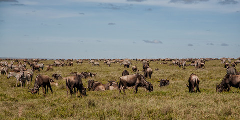 Naklejka na ściany i meble Wildebeest and zebra during the big migration in the Serengeti National Park in may - the wet and green season- in Tanzania
