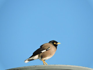 Common Myna 