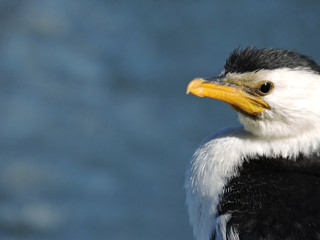 Side portrait of little pied cormorant