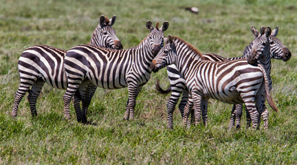 Fototapeta na wymiar zebra during the big migration in the Serengeti National Park in may - the wet and green season- in Tanzania