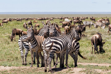 Obraz premium Wildebeest and zebra during the big migration in the Serengeti National Park in may - the wet and green season- in Tanzania