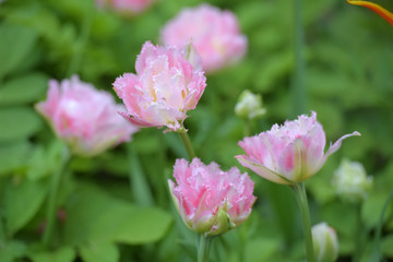 pink tulips on the lawn