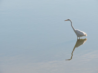 Great egret standing in shallow water