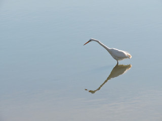 Great egret standing in shallow water