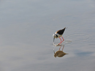 Black-winged stilt looking for prey in shallow water