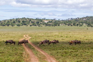 Wildebeest during the big migration in the Serengeti National Park in may - the wet and green season- in Tanzania