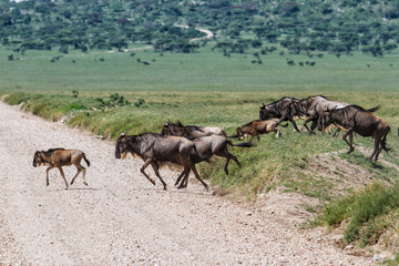 Naklejka na ściany i meble Wildebeest during the big migration in the Serengeti National Park in may - the wet and green season- in Tanzania
