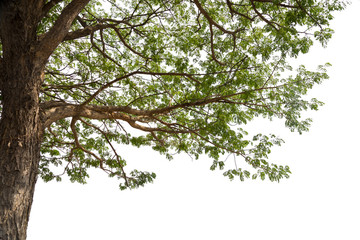 Big beautiful  green tree on white background.