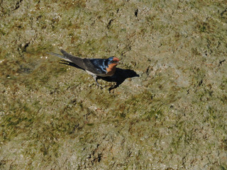 Welcome Swallow collecting mud to build nest