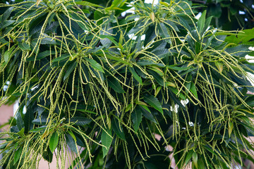 Sweet chestnut (Castanea sativa), strings with tiny flowers