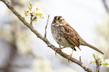 White-throated Sparrow