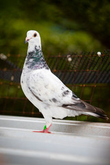 full body of homing pigeon standing on home loft roof