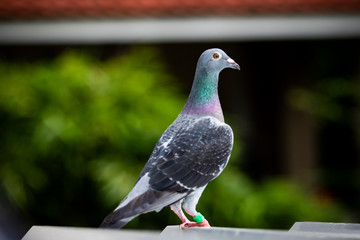 homing pigeon bird standing on home loft roof