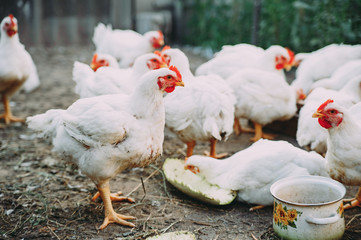white hens on the farm. chickens. bird flu