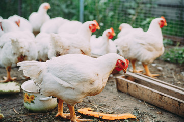 broiler chickens. chicken farm. bird flu. chicken meat