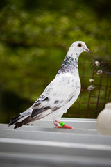 full body of homing pigeon standing on home loft roof
