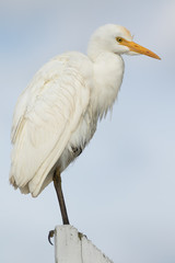 Cattle Egret