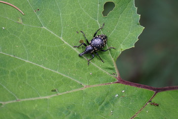 Schwarzer Rüsselkäfer