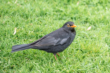 Obraz premium View of blackbird male sitting on green grass