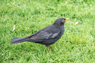 View of blackbird male sitting on green grass