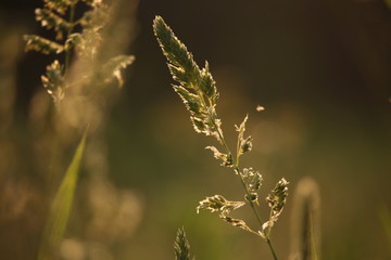 Grass at sunset