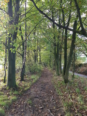 Woodland Path Summer Green Leaves