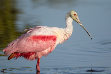Roseate Spoonbill