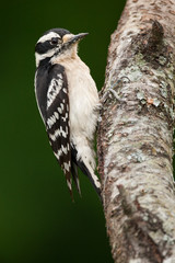 Hairy Woodpecker