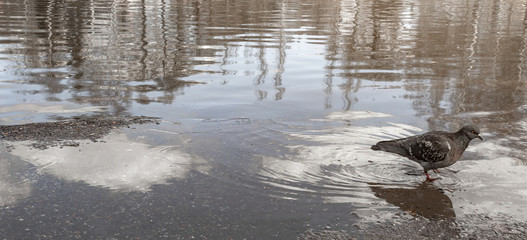 Urban lonely pigeon walks along springy muddy puddle, in which its reflection and the reflection of clouds are visible
