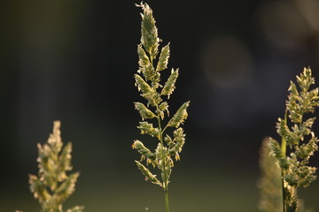Grass at sunset