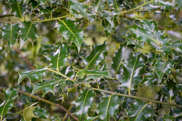 Close up of holly leaves 