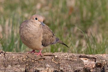Northern Cardinal (female)