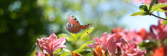 Schmetterling 600 © K.-U. Häßler
