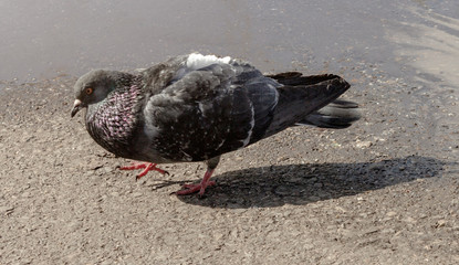 urban pigeon pigeon marching against puddle on bright sunny day, male pigeon dance