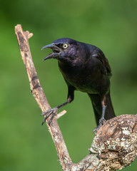 Common Grackle